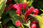 Zwerg-Weigelie 'All Summer Red' ® - Weigela florida 'All Summer Red' ®