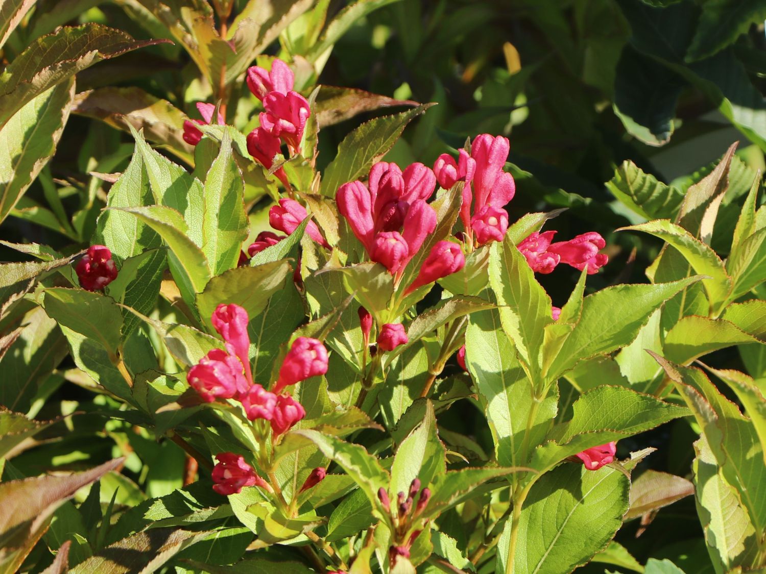 32+ Weigelie All Summer Red Forum, Le weigelia 'all summer red' en