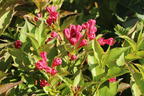 Zwerg-Weigelie 'All Summer Red' ® - Weigela florida 'All Summer Red' ®