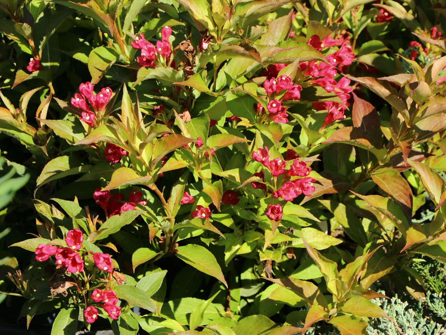 ZwergWeigelie 'All Summer Red' ® Weigela florida 'All Summer Red