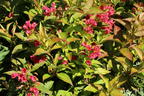 Zwerg-Weigelie 'All Summer Red' ® - Weigela florida 'All Summer Red' ®