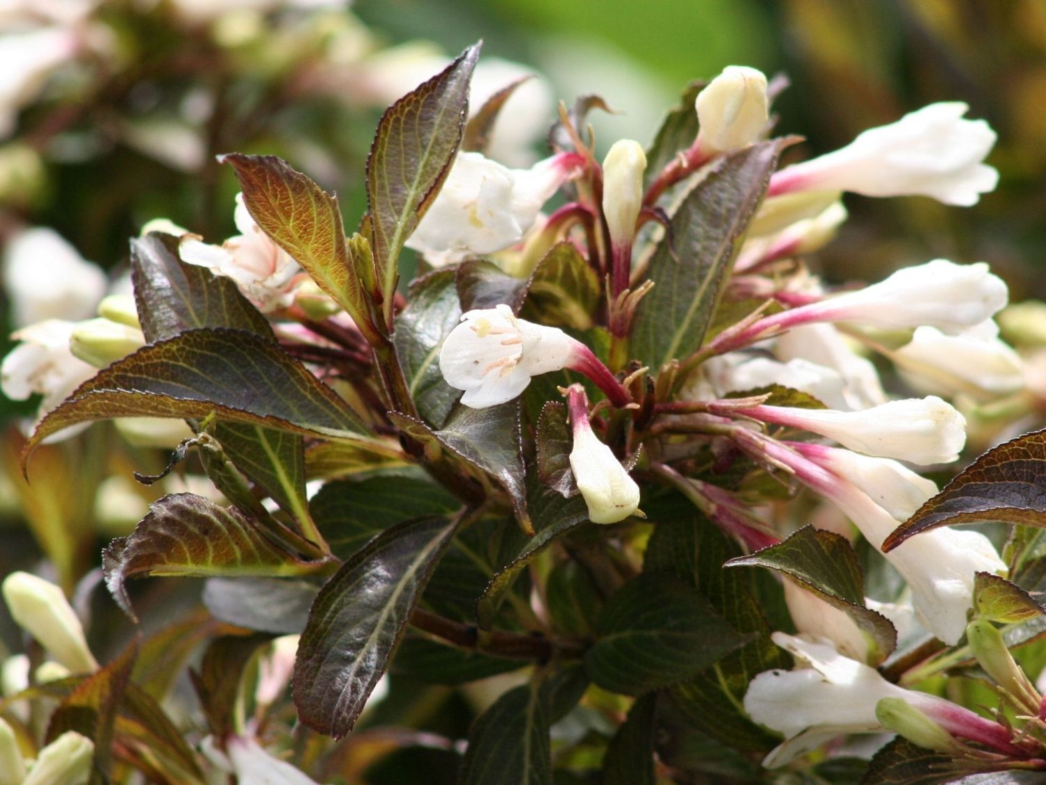 ZwergWeigelie 'Black & White' Weigela 'Black & White' Baumschule