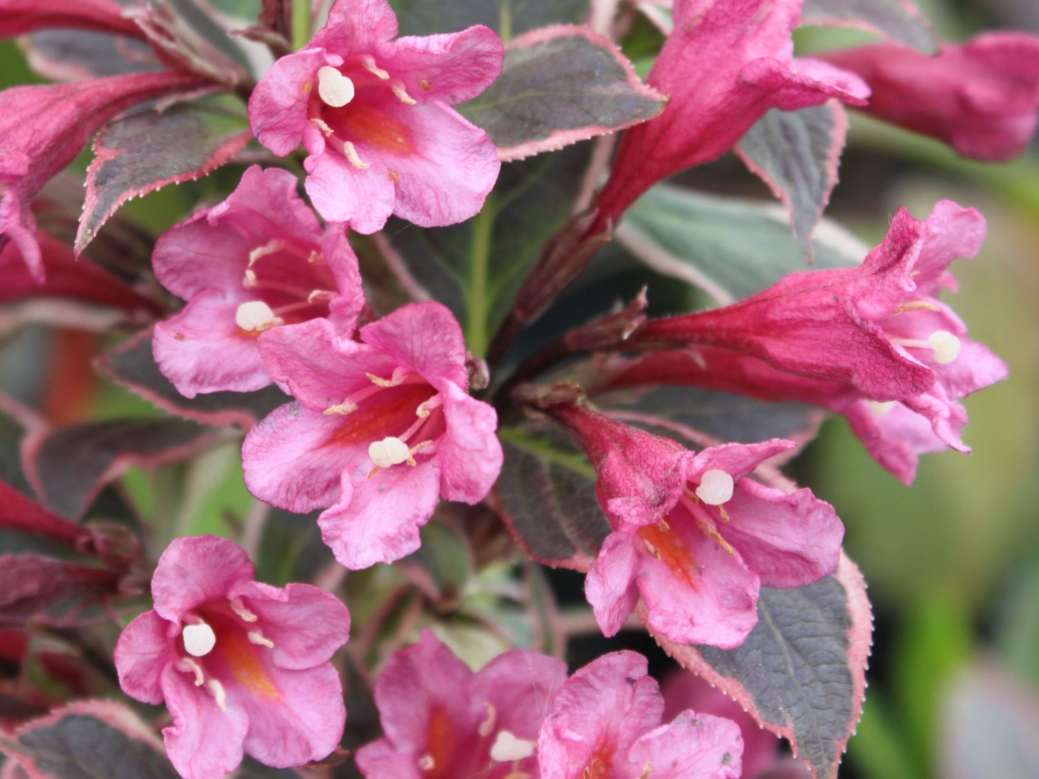 ZwergWeigelie Weigela florida Baumschule Horstmann