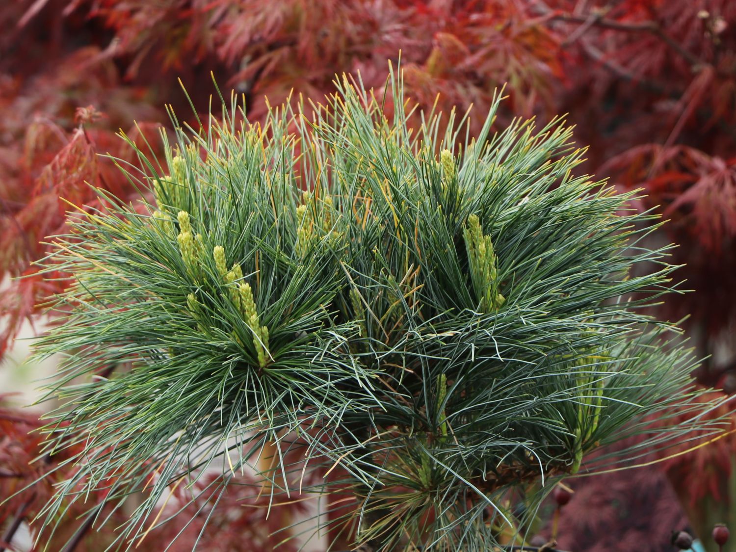 Zwerg-Weymouths-Kiefer 'Blue Shag' - Pinus strobus 'Blue Shag'