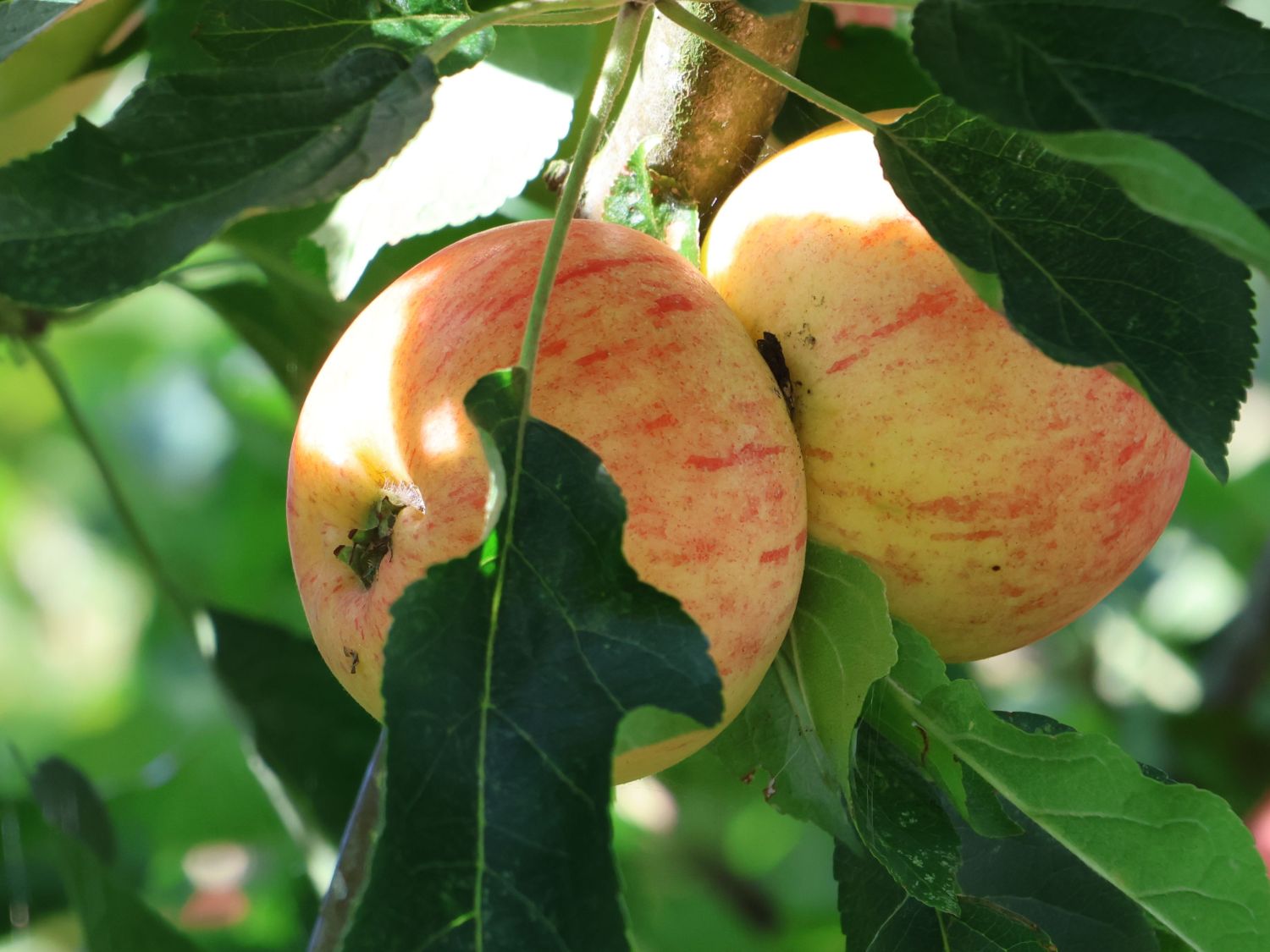 Zwergapfel 'Delicado'