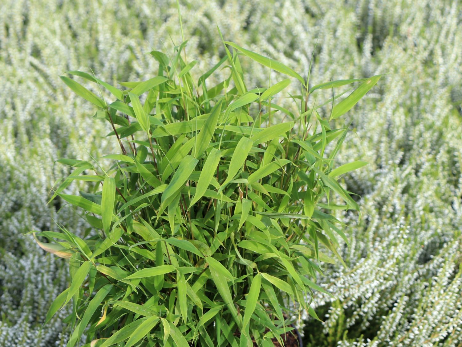 Zwergbambus 'Luca' - Fargesia murieliae 'Luca'