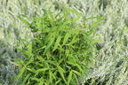 Zwergbambus 'Luca' - Fargesia murieliae 'Luca'