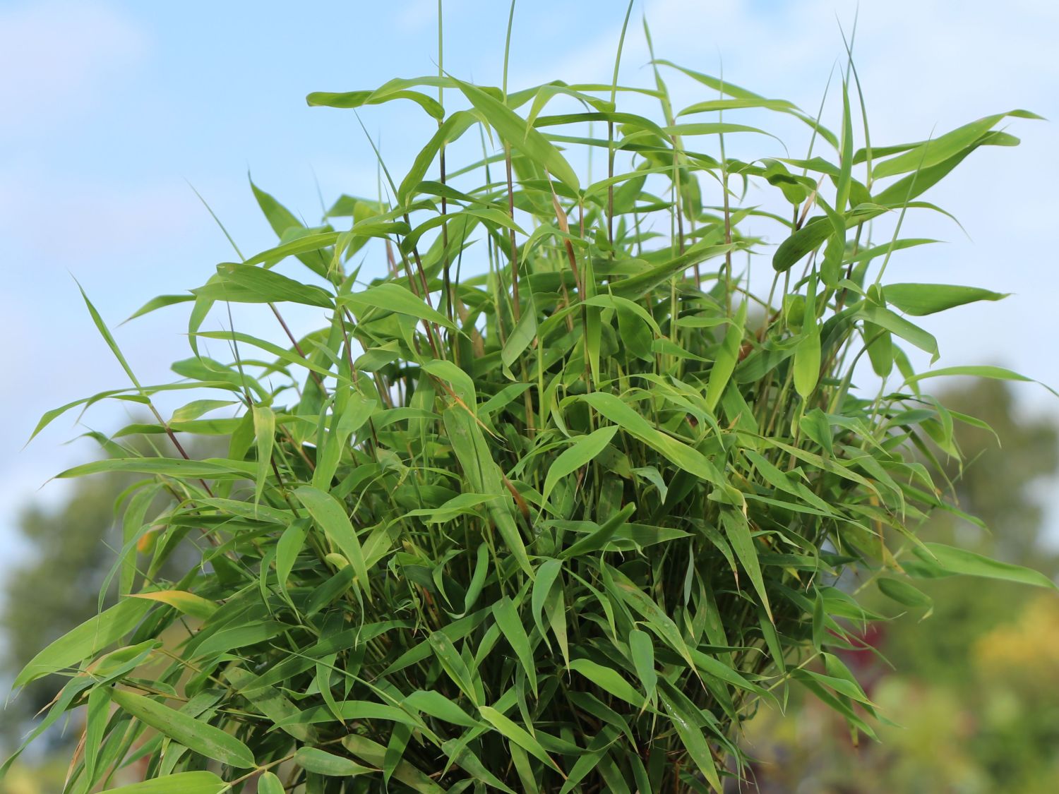 Zwergbambus 'Luca' - Fargesia murieliae 'Luca'