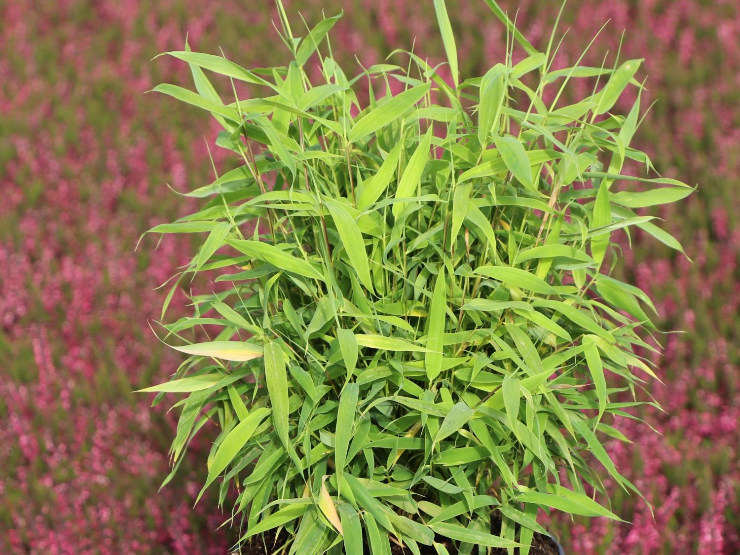 Zwergbambus 'Luca' - Fargesia murieliae 'Luca'