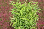 Zwergbambus 'Luca' - Fargesia murieliae 'Luca'