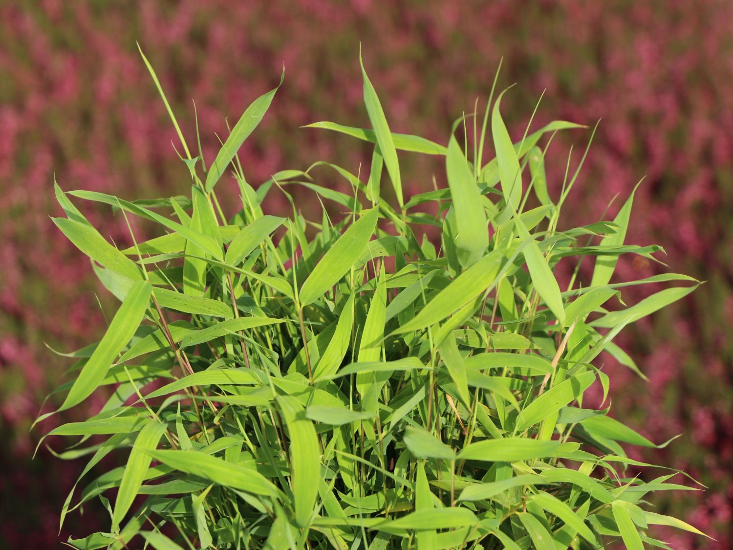 Zwergbambus 'Luca' - Fargesia murieliae 'Luca'