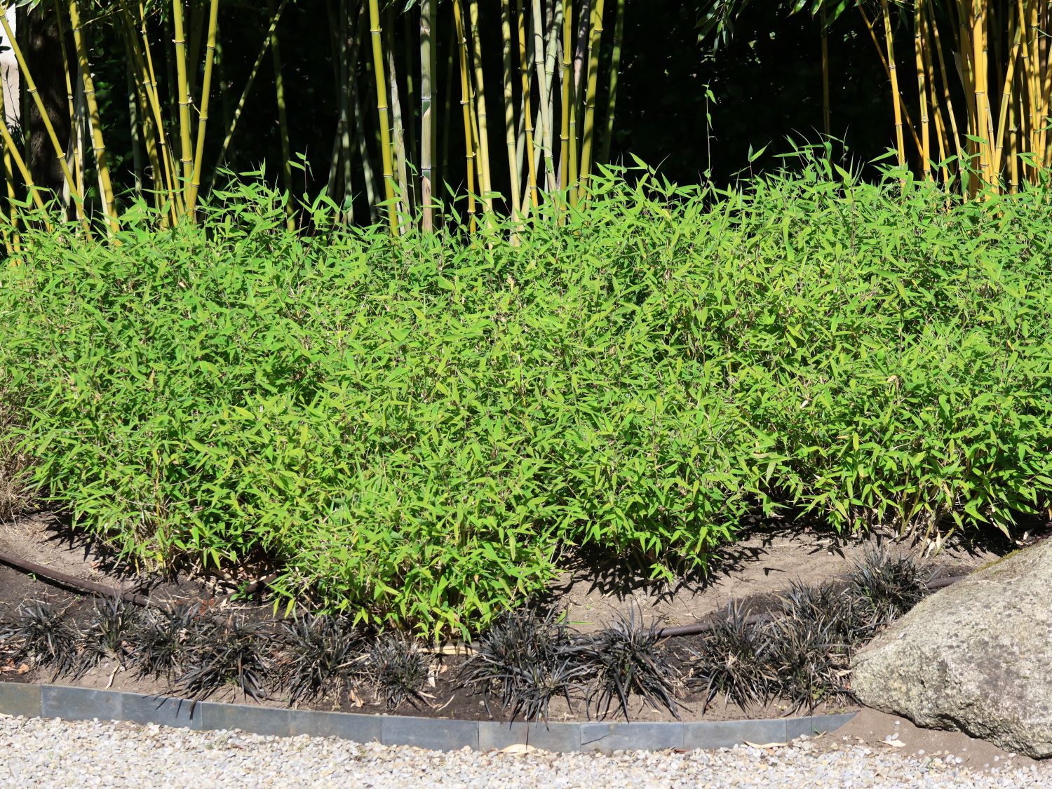 Zwergbambus 'Luca' - Fargesia murieliae 'Luca'