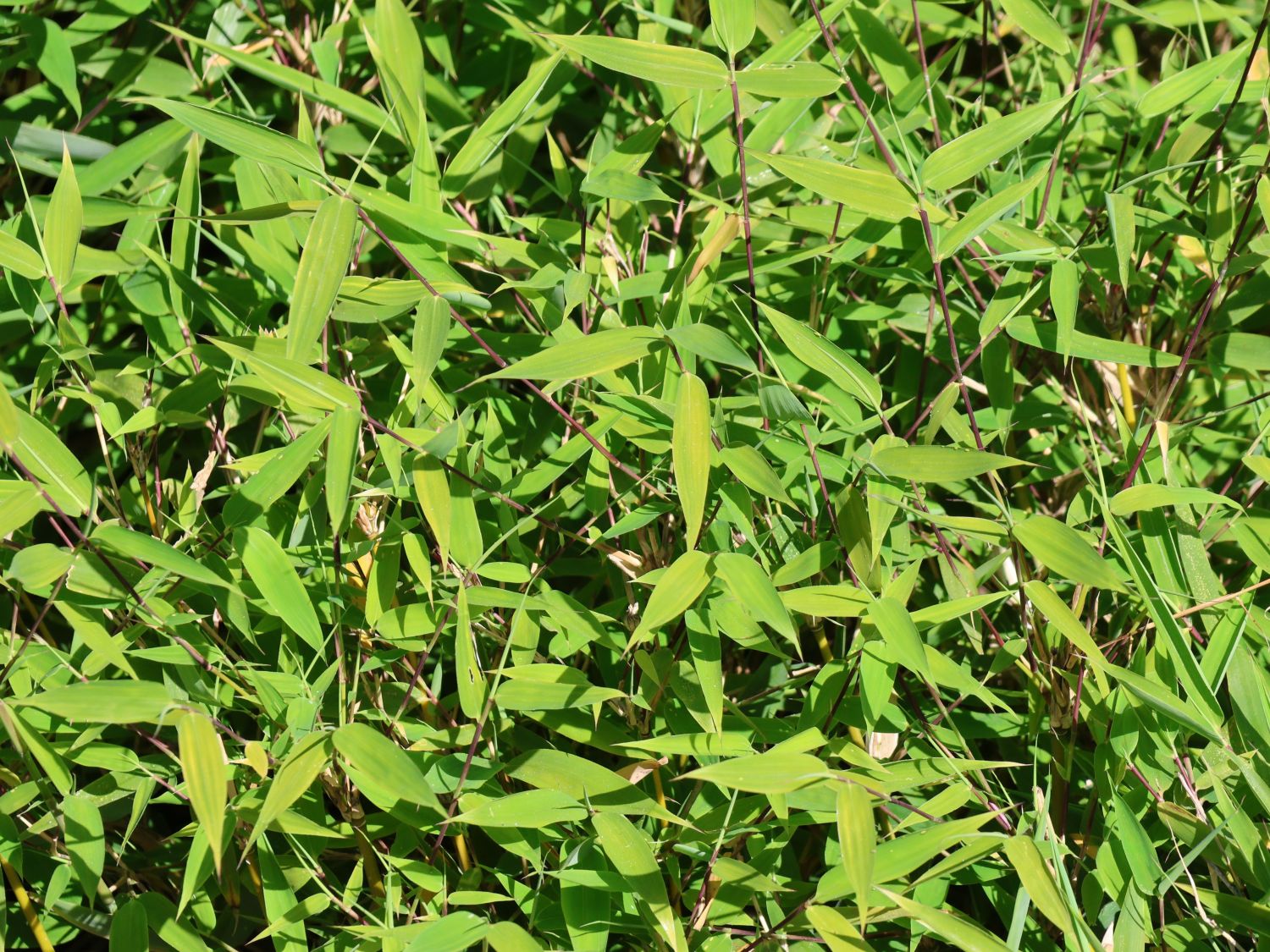 Zwergbambus 'Luca' - Fargesia murieliae 'Luca'