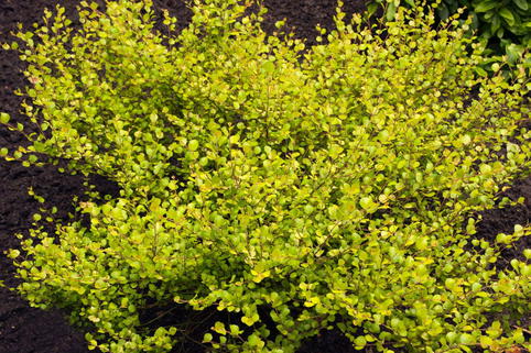 Zwergbirke / Polarbirke 'Golden Treasure' - Betula nana 'Golden Treasure'