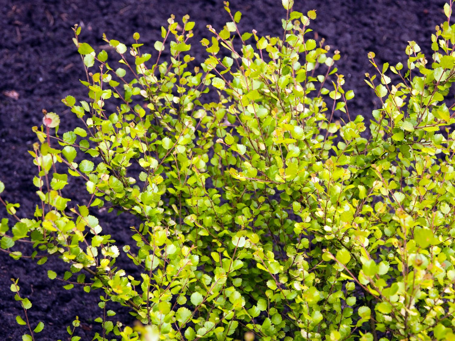 Zwergbirke / Polarbirke 'Golden Treasure' - Betula nana 'Golden Treasure'