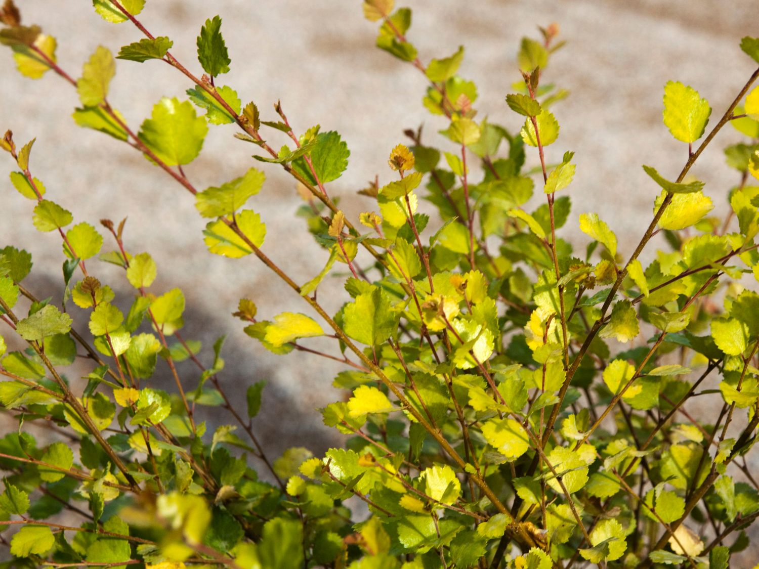 Zwergbirke / Polarbirke 'Golden Treasure' - Betula nana 'Golden Treasure'