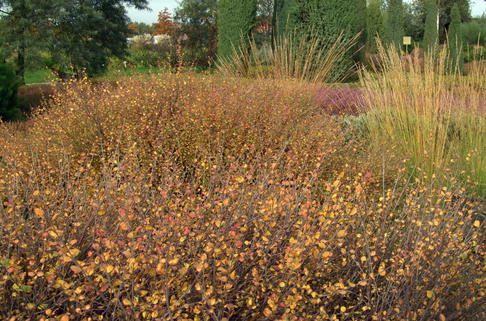 Zwergbirke / Polarbirke - Betula nana