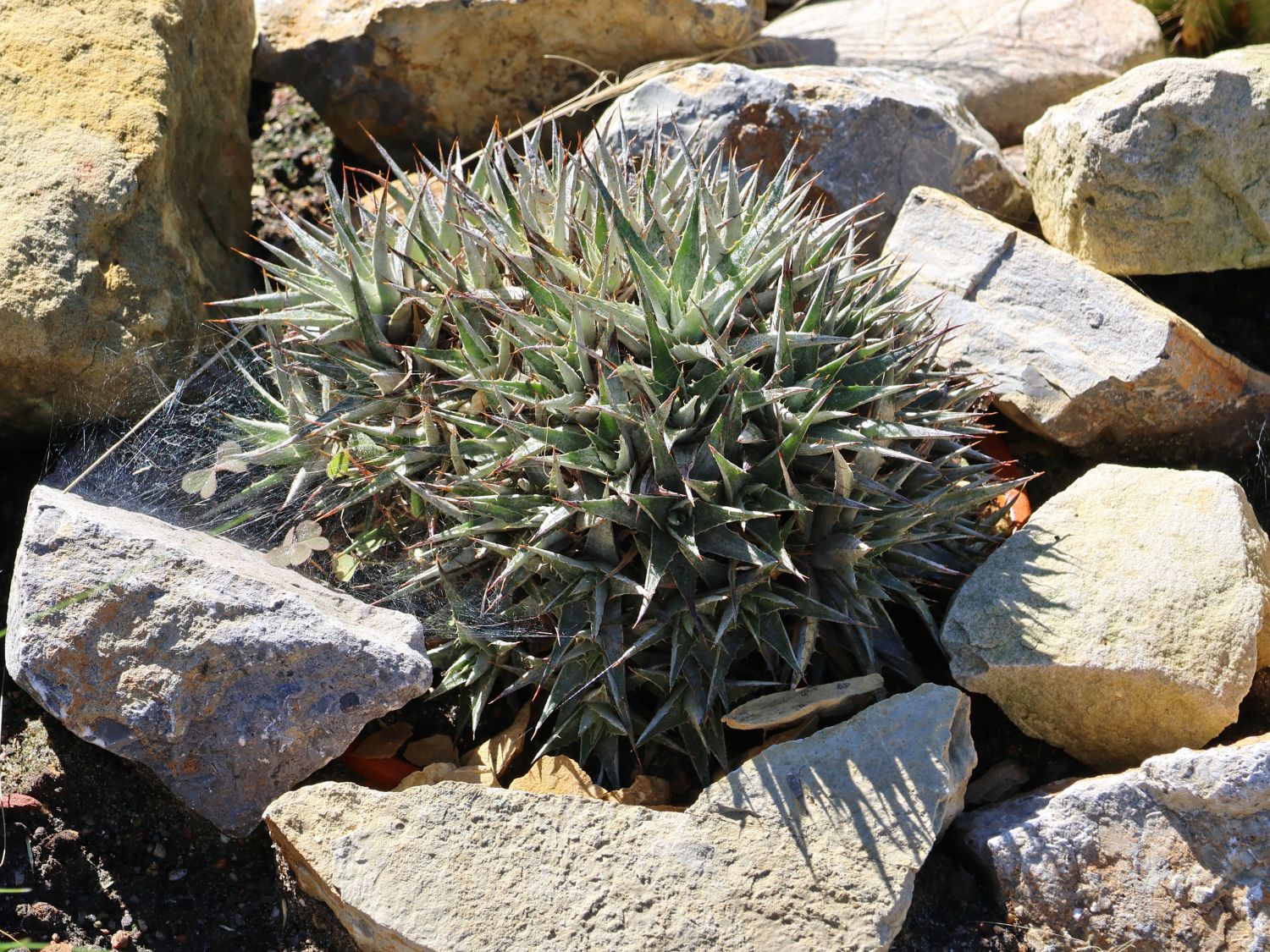 Bromeliengewächse (Bromeliaceae)