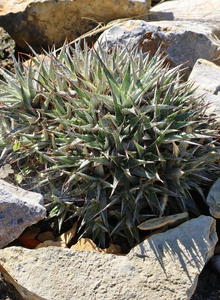 Bromeliengewächse (Bromeliaceae)