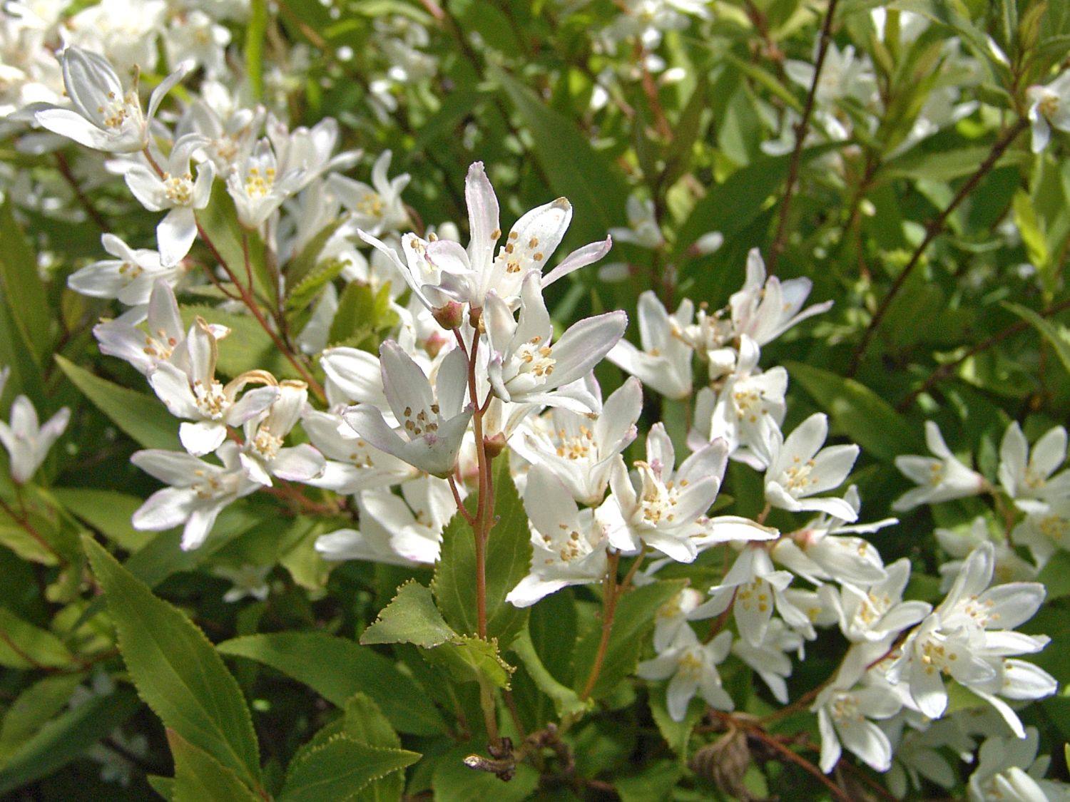 Zwergdeutzie / Sternchenstrauch 'Nikko'