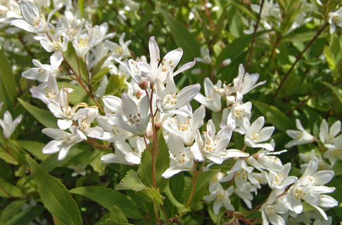 Zwergdeutzie / Sternchenstrauch 'Nikko' - Deutzia crenata 'Nikko'
