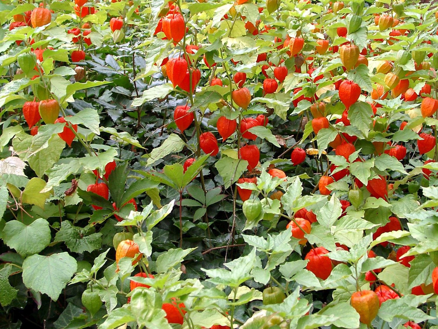Zwergige Blasenkirsche 'Zwerg' - Physalis alkekengi var. franchetti 'Zwerg'