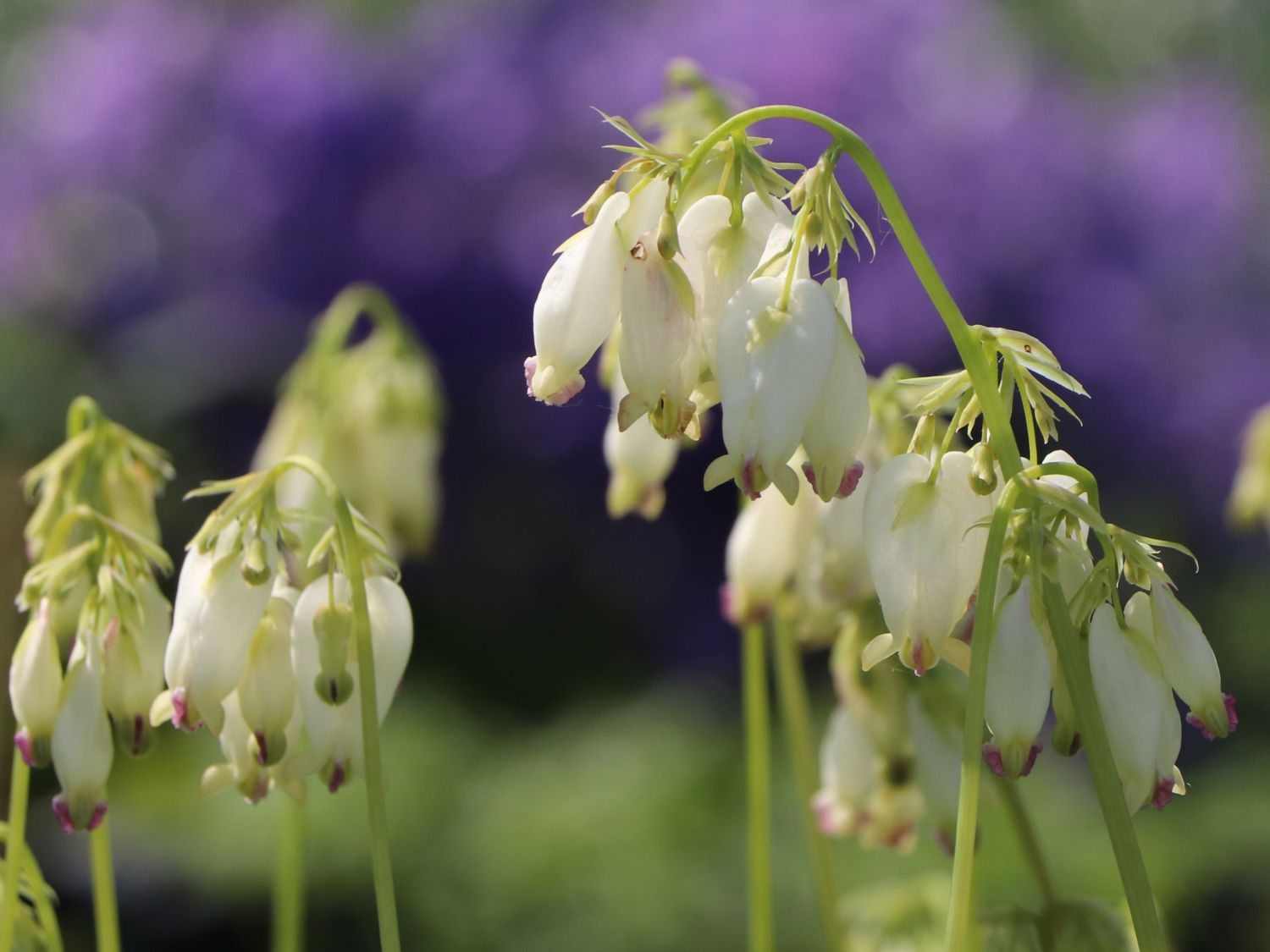 Zwergige Herzblume 'Alba' - Dicentra eximia 'Alba'