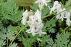 Zwergige Herzblume 'Amore Titanium' - Dicentra formosa 'Amore Titanium'