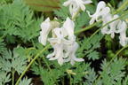 Zwergige Herzblume 'Amore Titanium' - Dicentra formosa 'Amore Titanium'