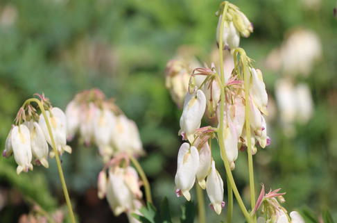 Zwergige Herzblume 'Aurora' - Dicentra formosa 'Aurora'