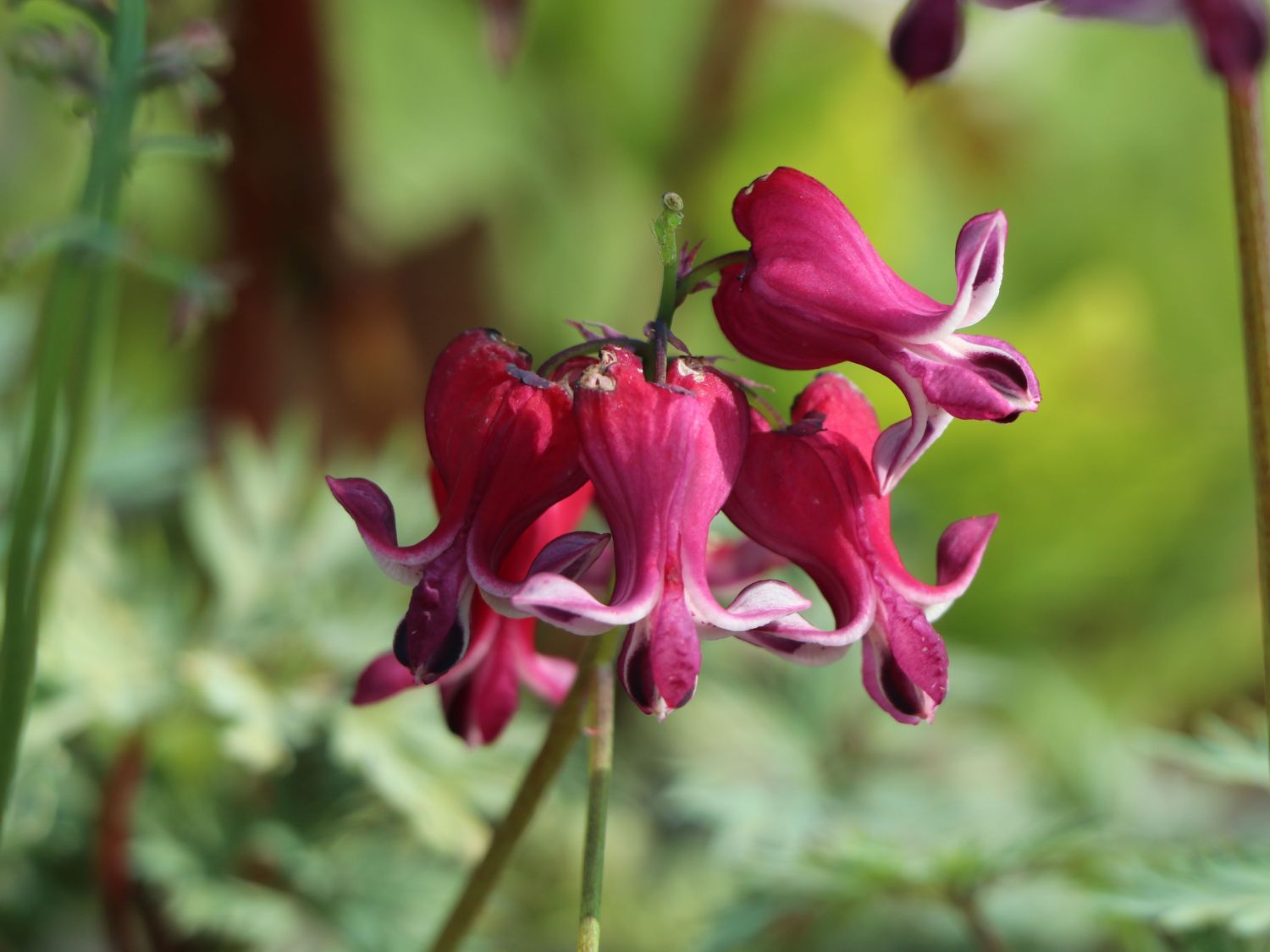 Zwergige Herzblume 'Burning Hearts' - Dicentra formosa 'Burning Hearts'