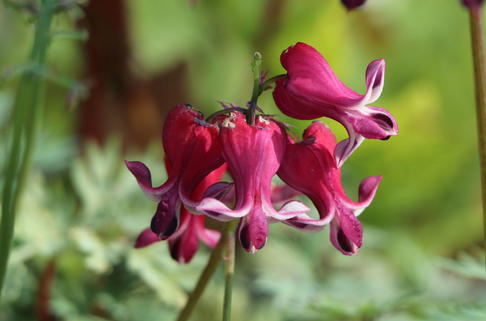 Zwergige Herzblume 'Burning Hearts' - Dicentra formosa 'Burning Hearts'
