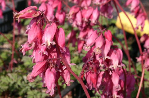 Zwergige Herzblume 'Luxuriant' - Dicentra formosa 'Luxuriant'