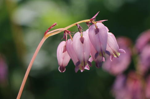 Zwergige Herzblume - Dicentra formosa