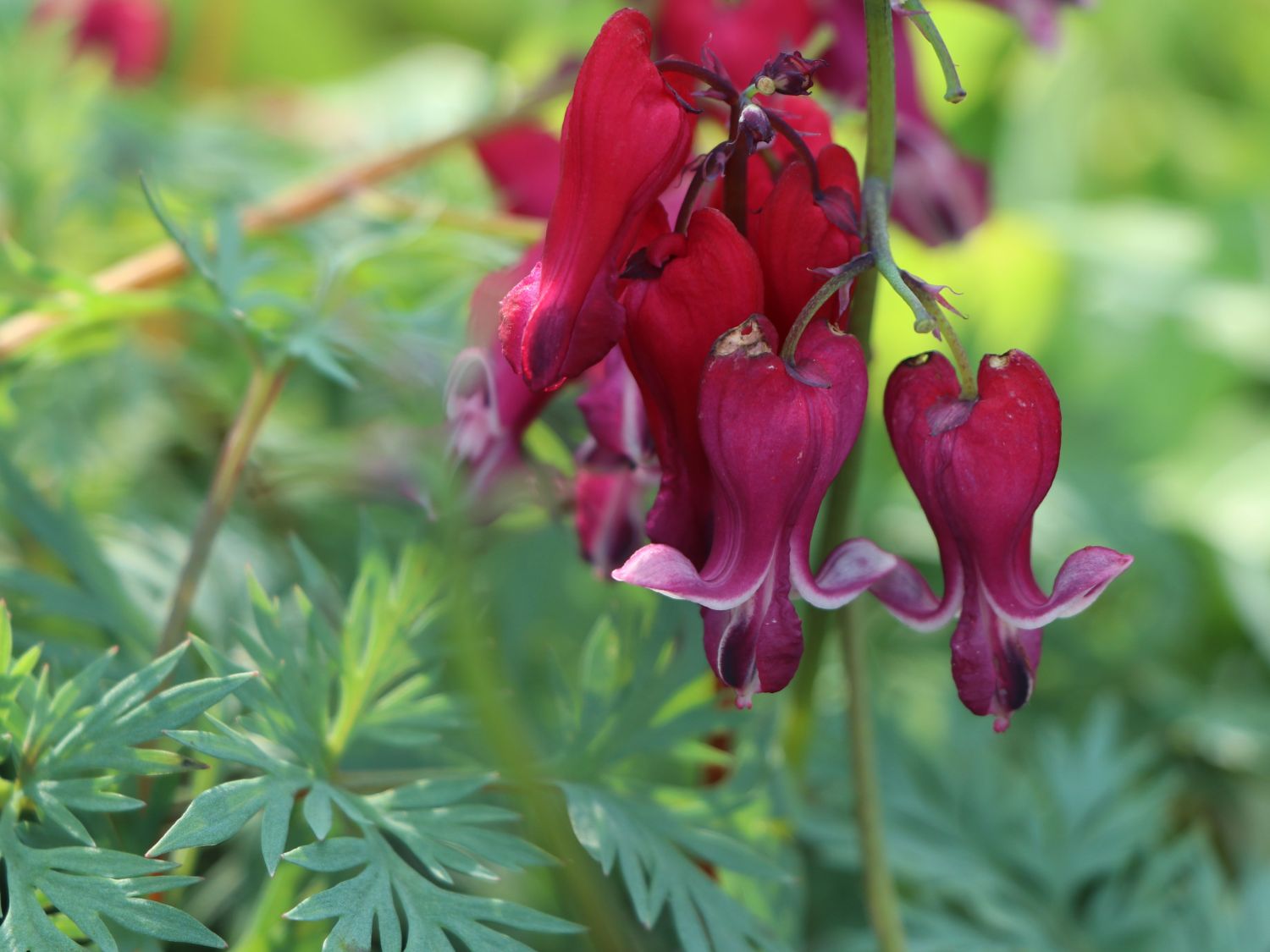 Zwergige Herzblume 'Red Fountain' ® - Dicentra formosa 'Red Fountain' ®