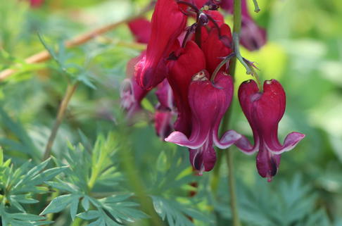 Zwergige Herzblume 'Red Fountain' ® - Dicentra formosa 'Red Fountain' ®