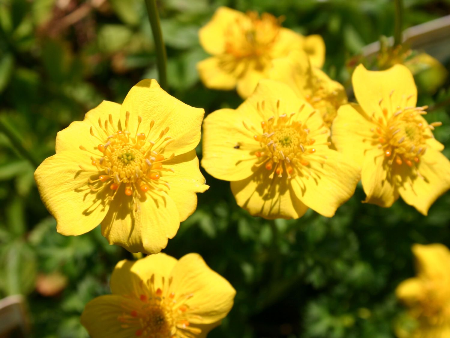 Zwergige Himalaya-Trollblume - Trollius pumilus