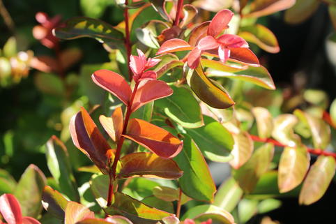 Zwergige Kräuselmyrte 'Petite Red' - Lagerstroemia nana 'Petite Red'