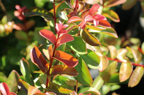 Zwergige Kräuselmyrte 'Petite Red' - Lagerstroemia nana 'Petite Red'