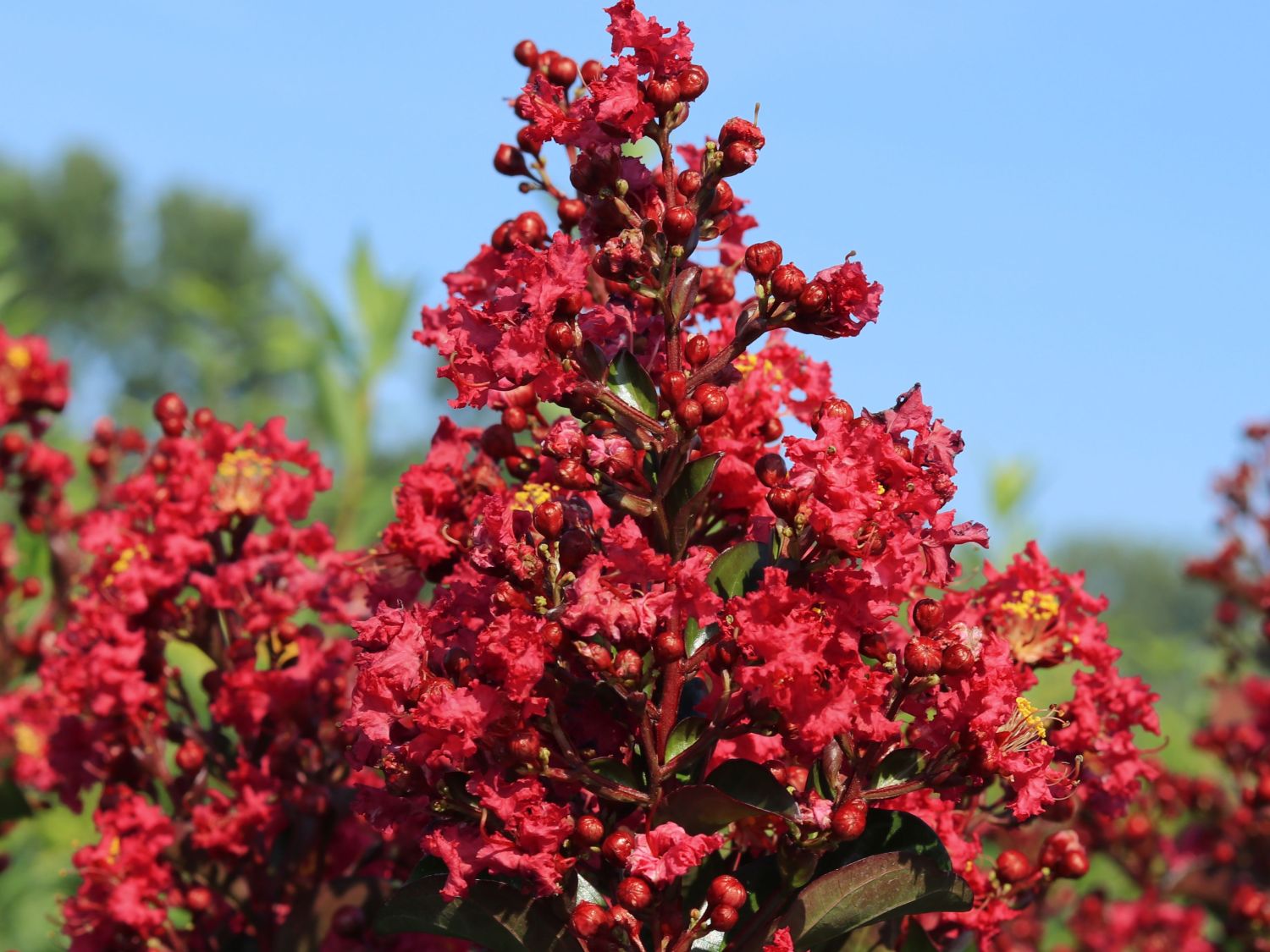 Zwergige Kräuselmyrte 'Red Imperator' - Lagerstroemia nana 'Red Imperator'