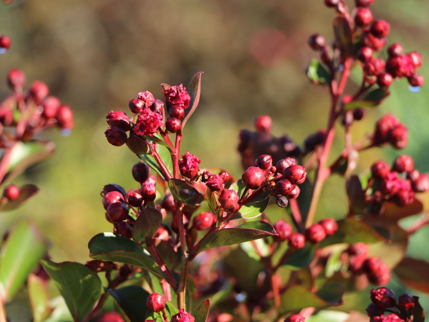 Zwergige Kräuselmyrte 'Red Imperator' - Lagerstroemia nana 'Red Imperator'