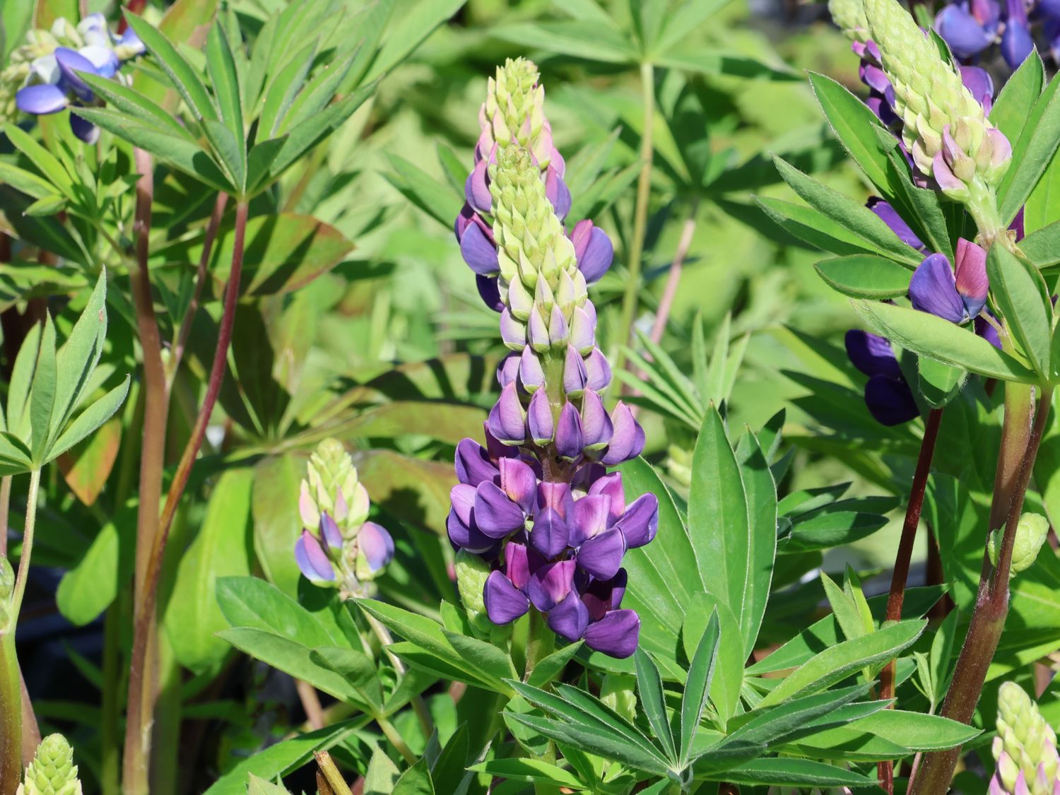 Zwergige Lupine 'Nanus Gallery Blau'