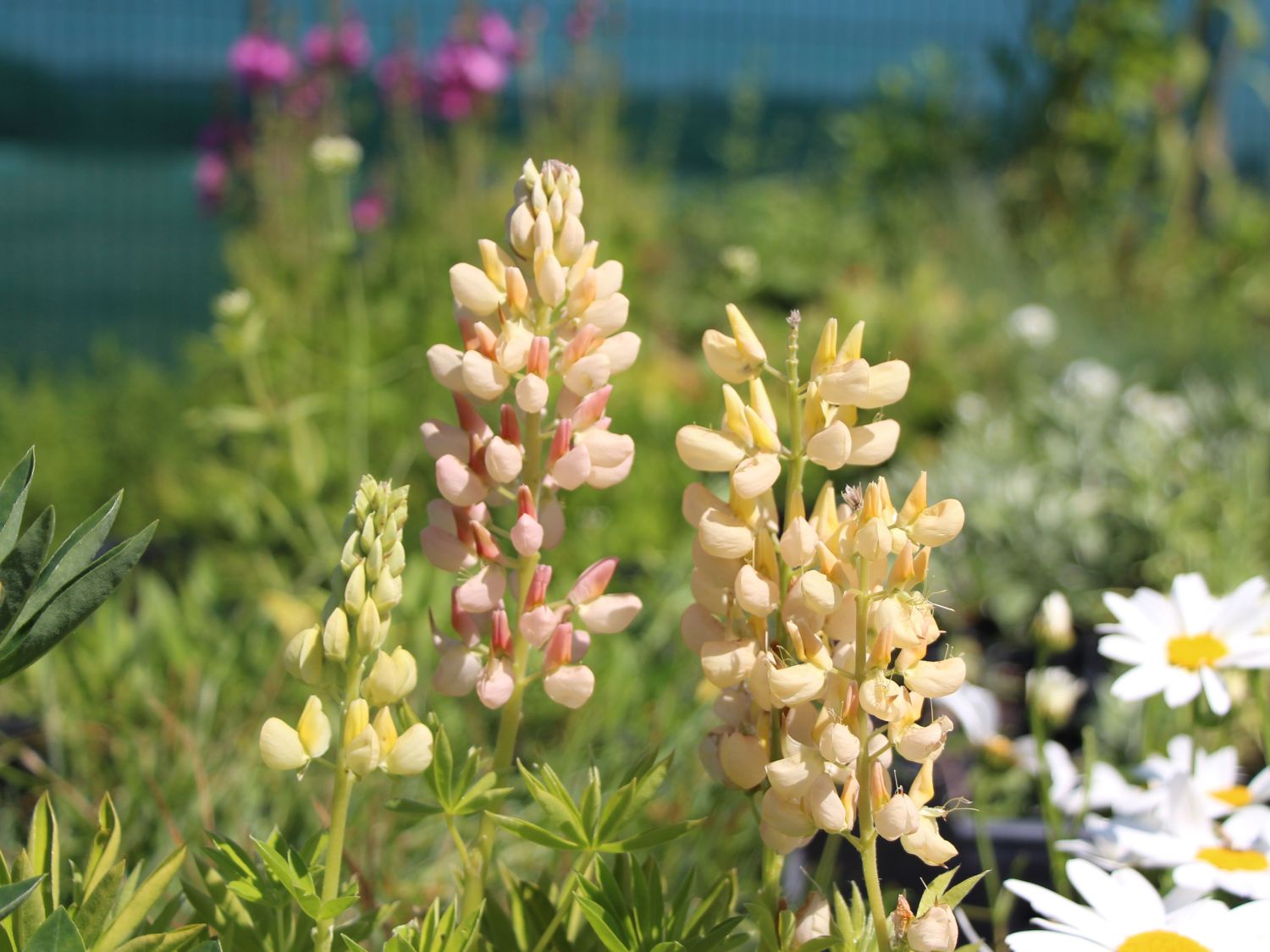 Zwergige Lupine 'Nanus Gallery Gelb' - Lupinus polyphyllus 'Nanus Gallery Gelb'