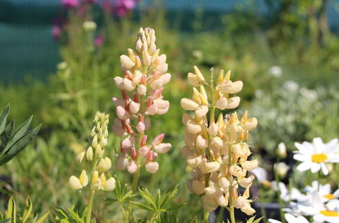 Zwergige Lupine 'Nanus Gallery Gelb' - Lupinus polyphyllus 'Nanus Gallery Gelb'
