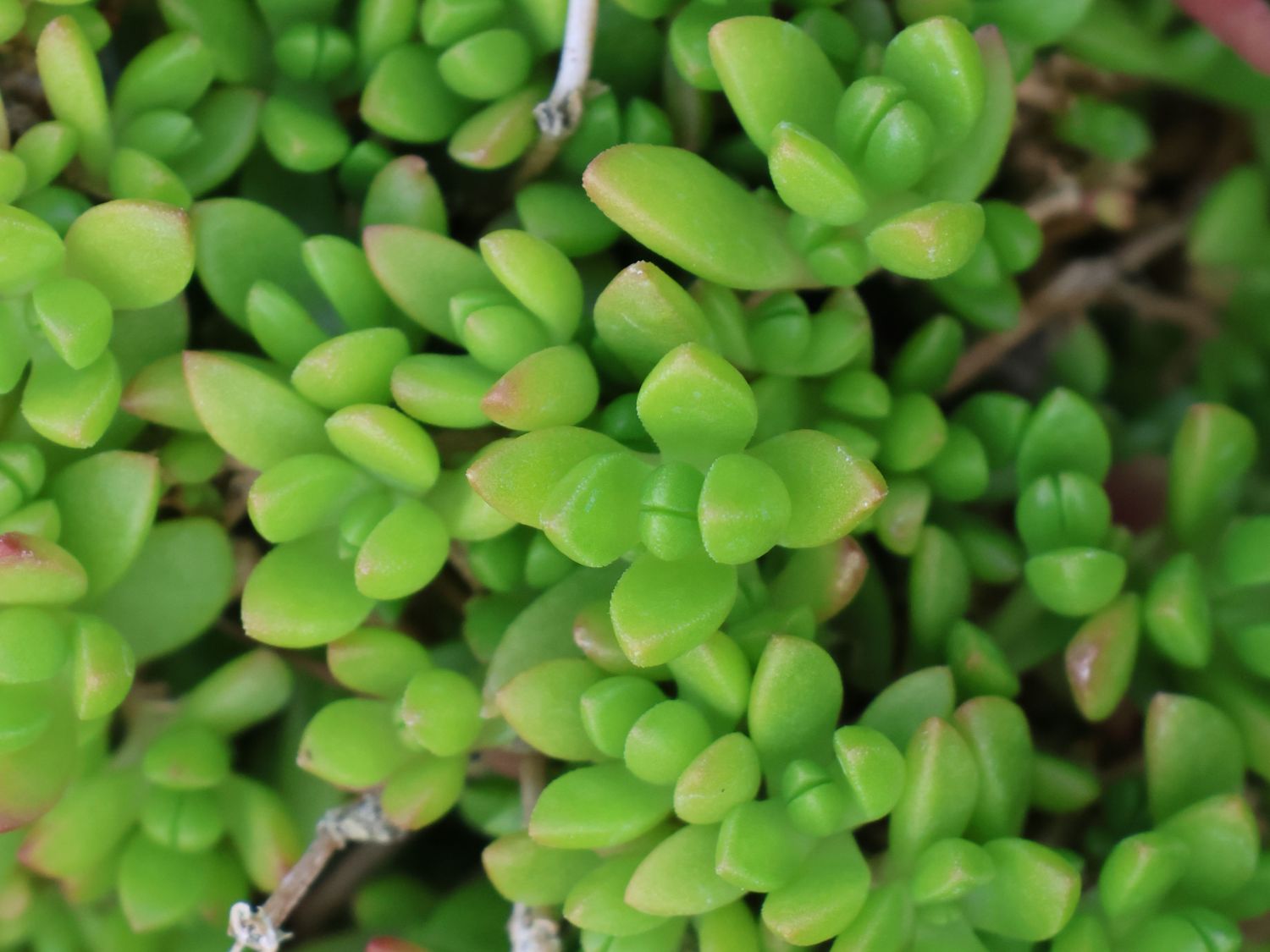 Zwergige Mittagsblume - Delosperma deschampsii