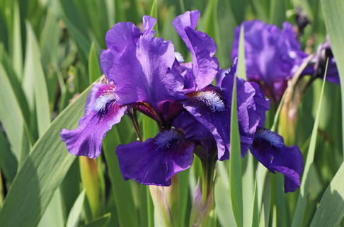 Zwergige Schwertlilie 'Banbury Ruffles' - Iris x barbata-nana 'Banbury Ruffles'