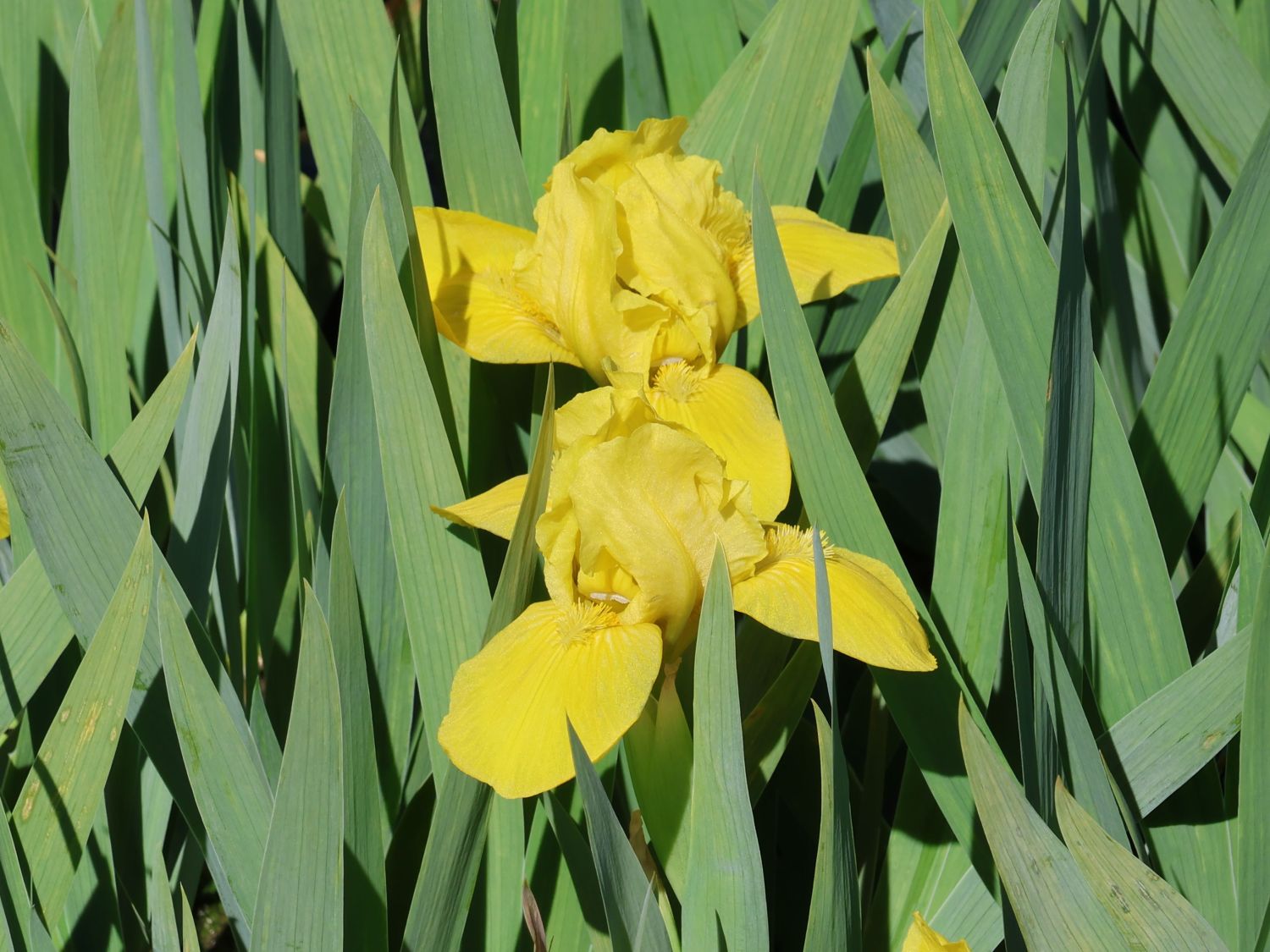 Zwergige Schwertlilie 'Brassie'