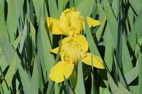 Zwergige Schwertlilie 'Brassie' - Iris x barbata-nana 'Brassie'