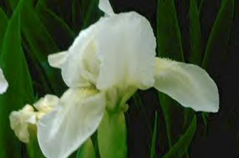 Zwergige Schwertlilie 'Bright White' - Iris x barbata-nana 'Bright White'