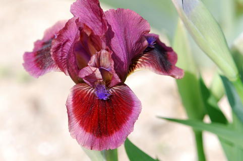 Zwergige Schwertlilie 'Cats Eye' - Iris x barbata-nana 'Cats Eye'